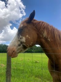 Horse in field against sky