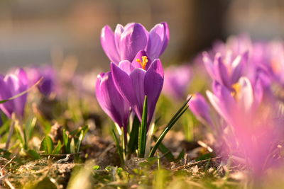 Close-up of pink crocus flowers on field