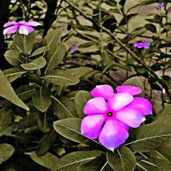 Close-up of pink flowers