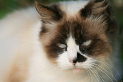 Close-up portrait of cat