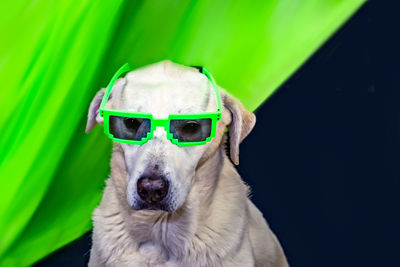 Portrait of dog wearing sunglasses