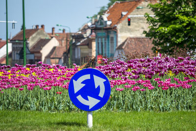 Close-up of multi colored flowers against clear blue sky