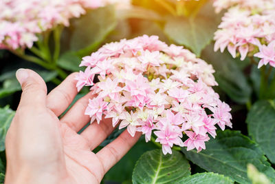 Close-up of cropped hand touching pink flowers