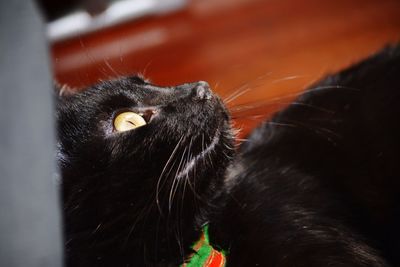 Close-up portrait of a cat