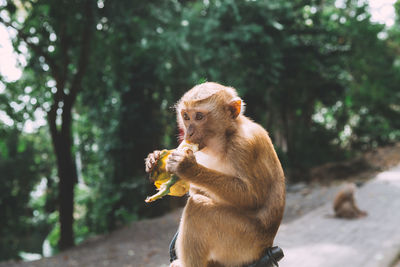 Monkey sitting on a tree