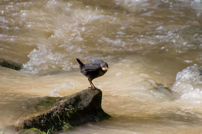 Bird perching on water