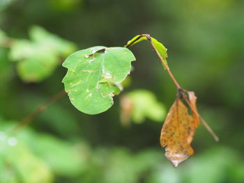 Close-up of butterfly on leaf