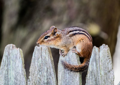 Close-up of squirrel on tree trunk