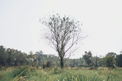 Scenic view of field against clear sky