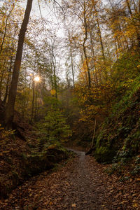 Trees growing in forest during autumn