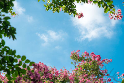 Low angle view of pink flower tree against sky