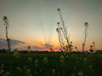 Plants growing on field against sky during sunset