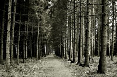 Footpath amidst trees in forest