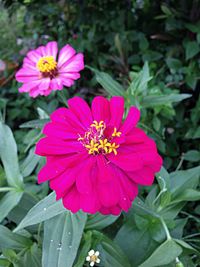 Close-up of pink flower