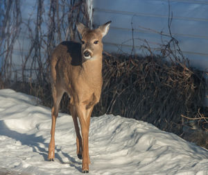 Full length of deer standing on snow