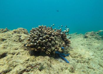 Fishes swimming in sea