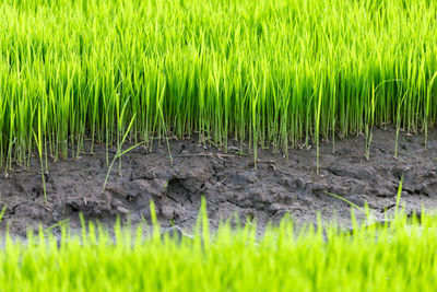 Close-up of wheat field
