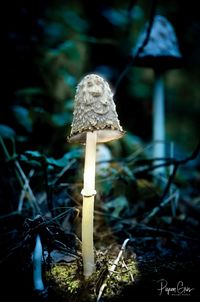 Close-up of mushroom growing on field