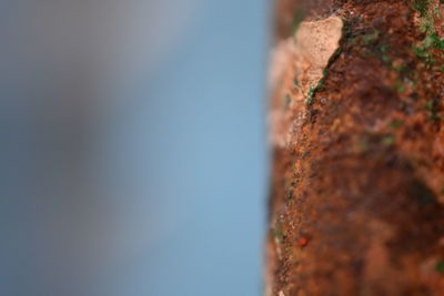 Close-up of tree against sky