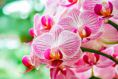 Close-up of pink orchids