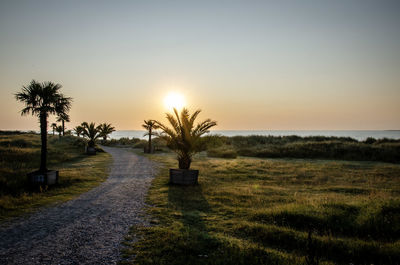 Scenic view of palm trees on field against sky during sunset