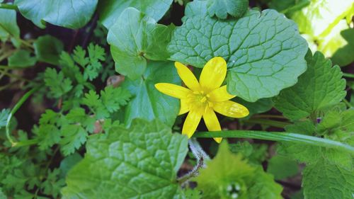 Close-up of yellow flowering plant