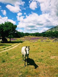 View of a sheep on field