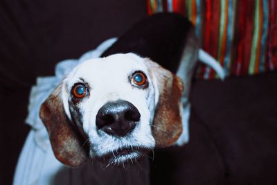 Close-up portrait of dog