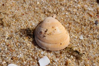 Close-up of seashell on beach