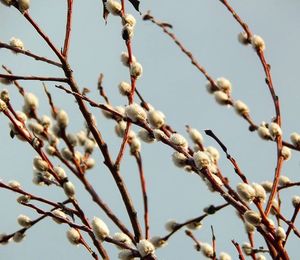 Low angle view of bare tree against sky