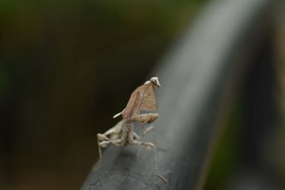 Close-up of bird perching on wood