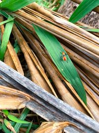 High angle view of butterfly on wood