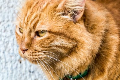 Close-up of a cat looking away