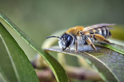 Close-up of honey bee pollinating flower