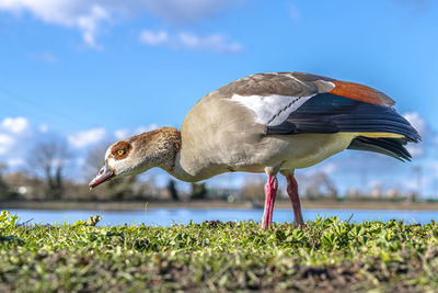 View of bird on beach