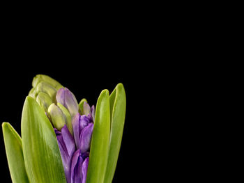 Close-up of flower over black background