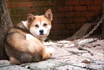 Portrait of a relaxed dog