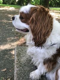 Close-up of a dog