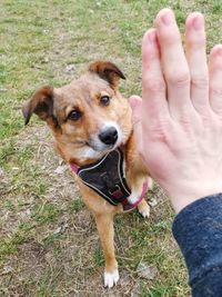 Dog with hand on field