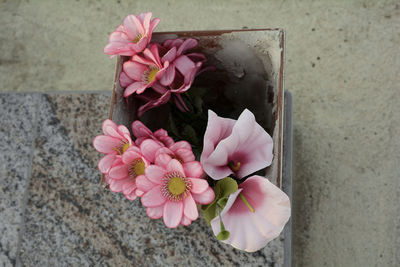 Close-up of pink flower