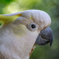 Close-up of a parrot