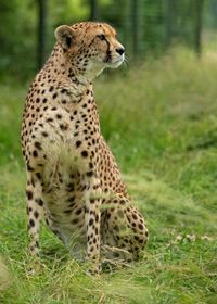 Cheetah posing at the zoo