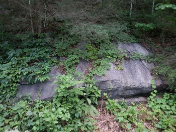 High angle view of trees in forest