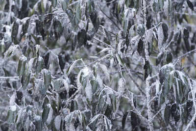 Full frame shot of frozen plants during winter