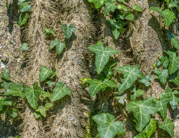 High angle view of ivy growing on field