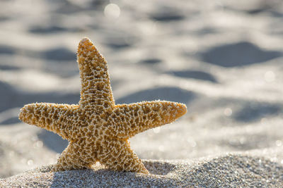 Close-up of water on beach