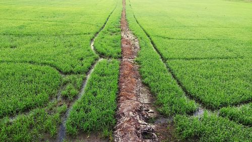 Scenic view of agricultural field