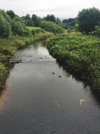 Scenic view of river in forest