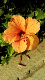 Close-up of orange flower