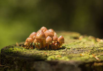 Close-up of mushrooms growing on wood